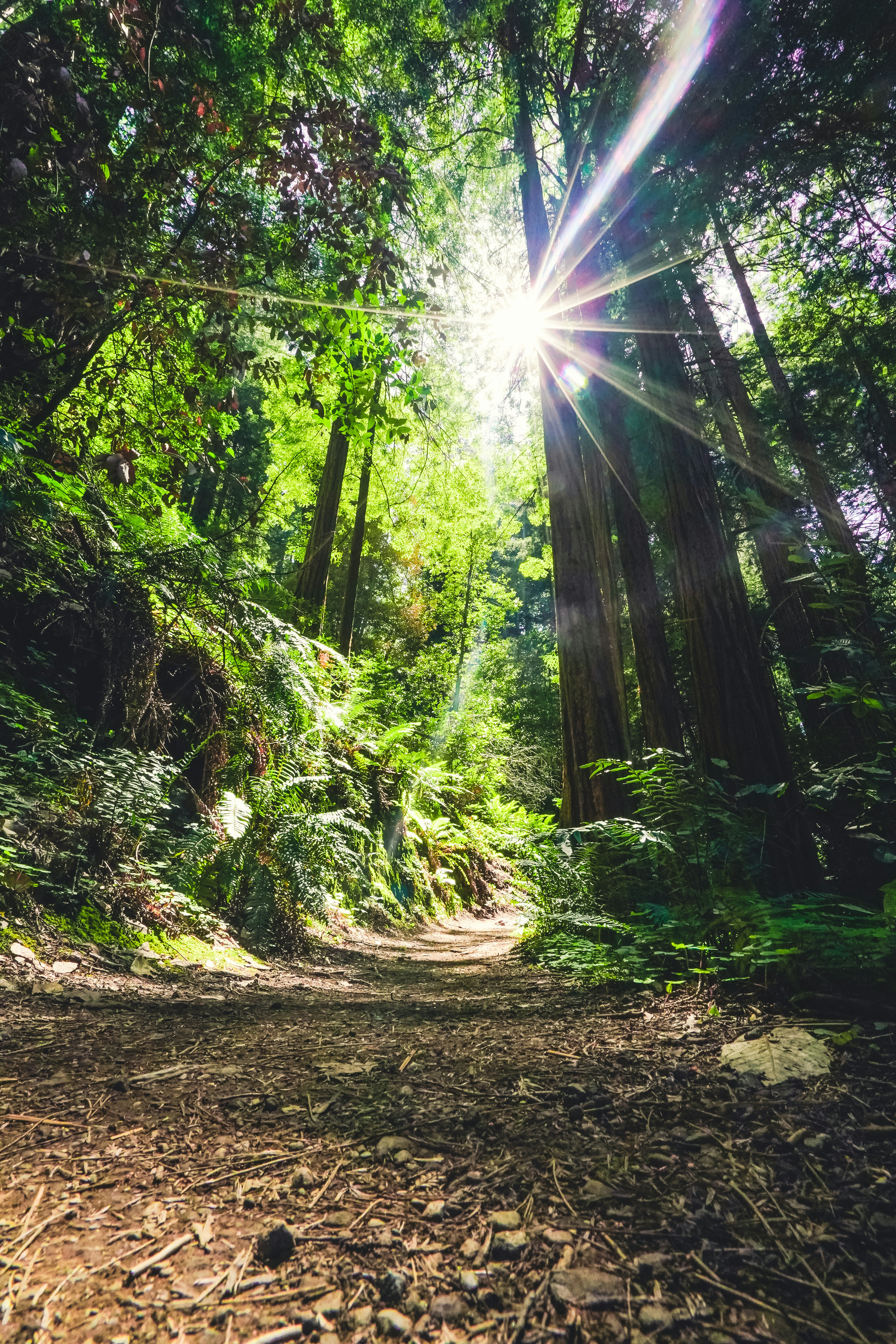 trees and sunlight